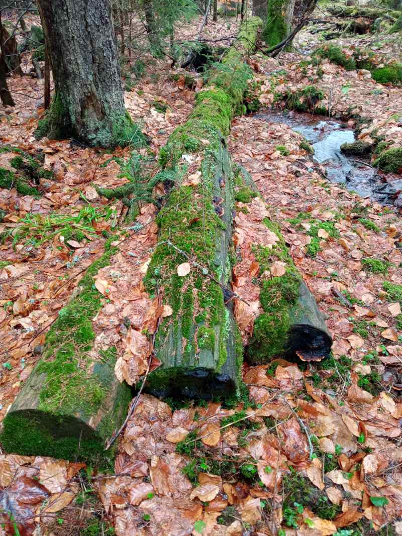 Tlející dřevo má svoji nenahraditelnou funkci v jakékoli fázi svého rozpadu