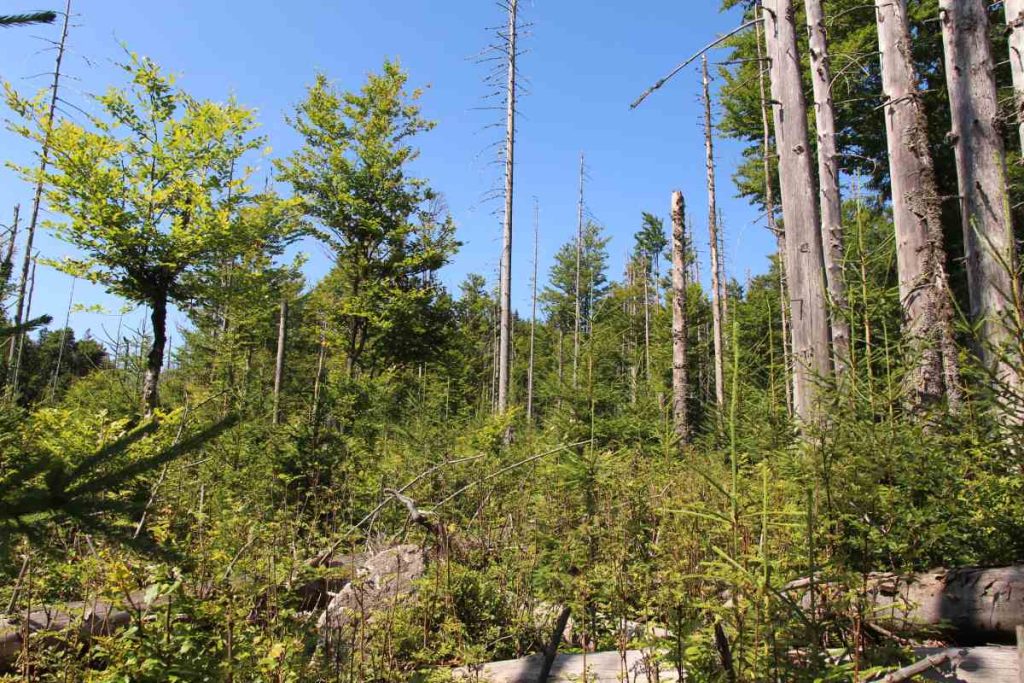 Pestré lesy NP Šumava