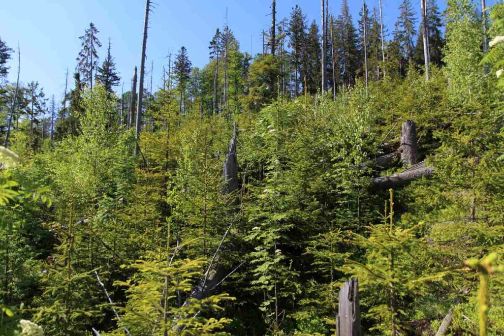 Přirozená obnova na bezzásahových plochách NP Šumava