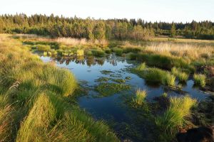 3b Opětovné zavodnění rašeliniště Jezerní slať po zrušení kanálu po revitalizaci